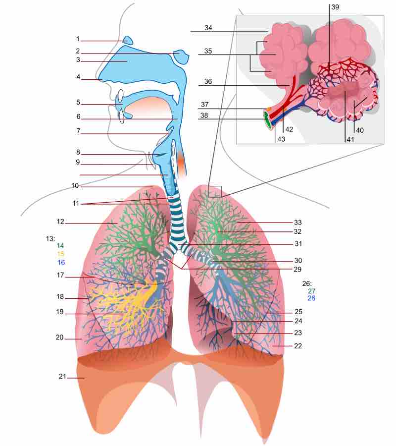 The complete respiratory system