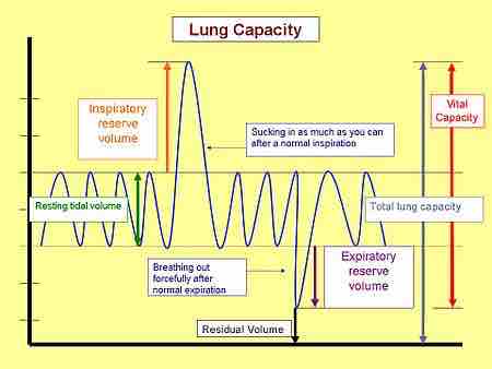 Lung Capacity