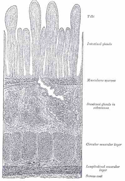 Section of duodenum
