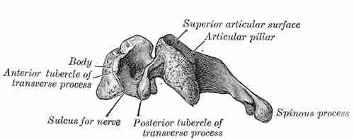 Cervical vertebra, lateral view