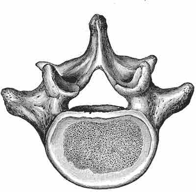 Lumbar vertebra