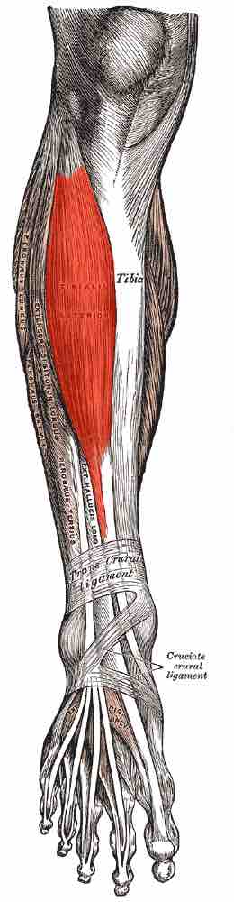 Anterior Compartment of the Leg