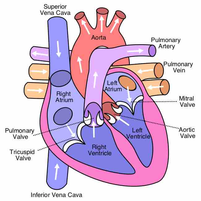 Diagram of Human Heart