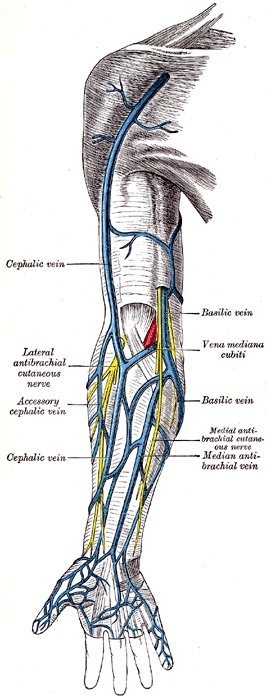 Superficial veins of the upper extremity
