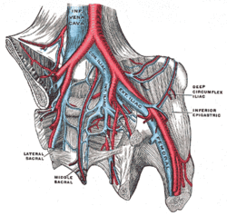 Veins of abdomen and lower limbs