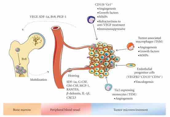 Bone-marrow derived cells in tumor angiogenesis