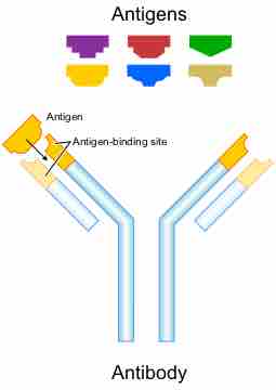 Antigen-Binding Site of an Antibody