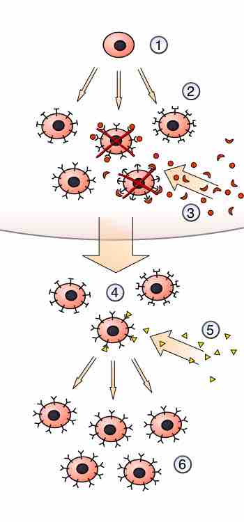Clonal selection of lymphocytes