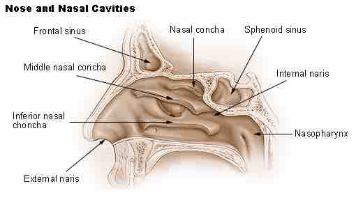 Locations of the paranasal sinuses