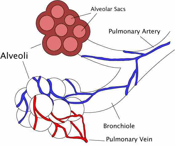 Diagram of an Alveoli