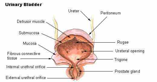 The urinary bladder