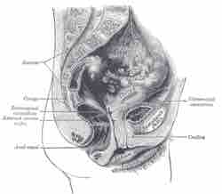 Female urethra