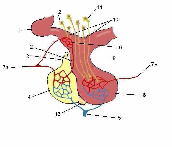 The anterior pituitary