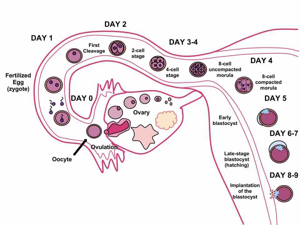 Human fertilization