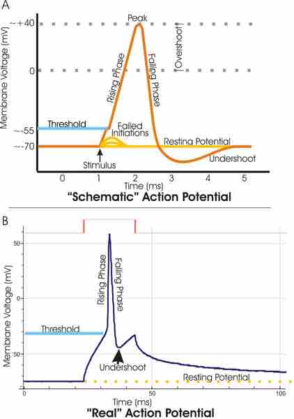 Voltage channels are critical in the generation of an action potential