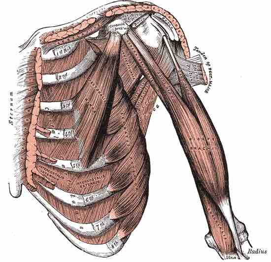 Intercostal muscles of the anterior trunk