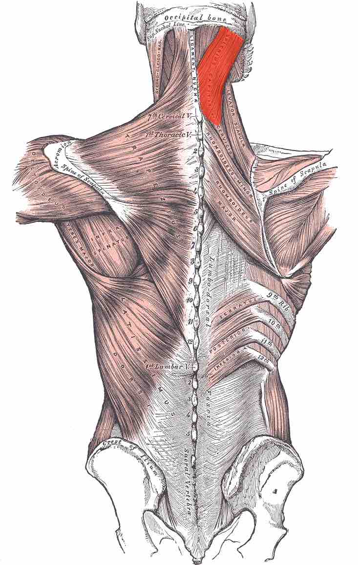 Location of the splenius muscle.