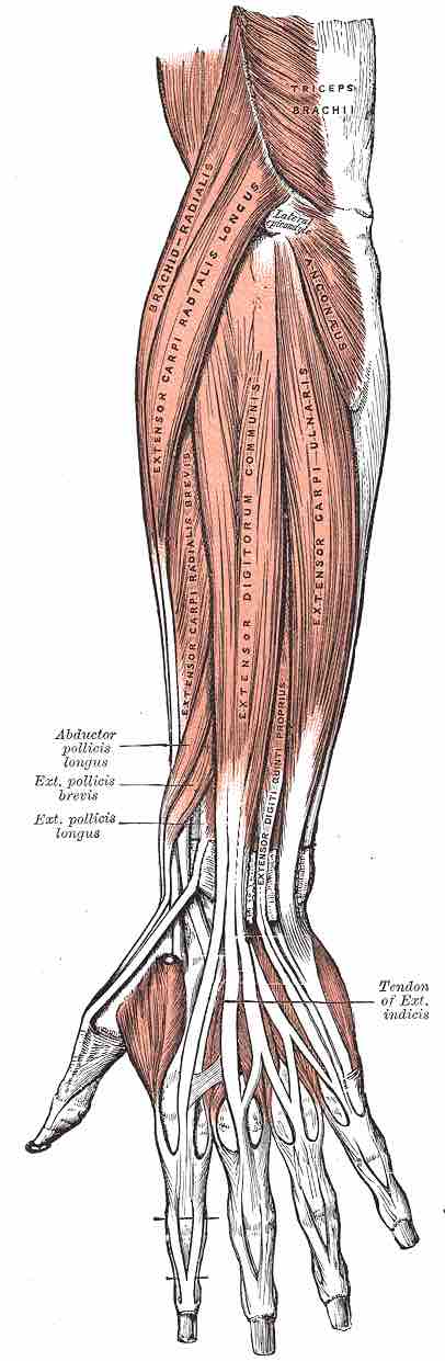 Superficial muscles of the posterior forearm