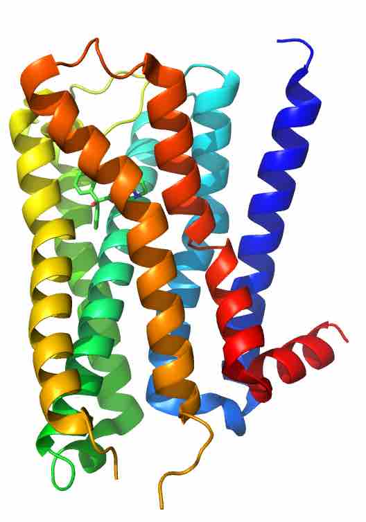 Muscarinic acetylcholine receptor M2