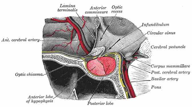 The pituitary gland