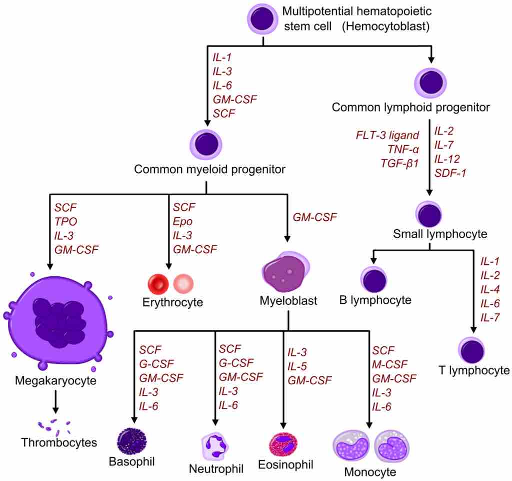 Hematopoiesis as it occurs in humans, with important hemopoietic growth factors affecting differentiation