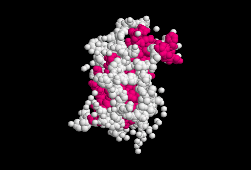 A molecular model of growth hormone