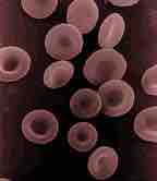 Red blood cells