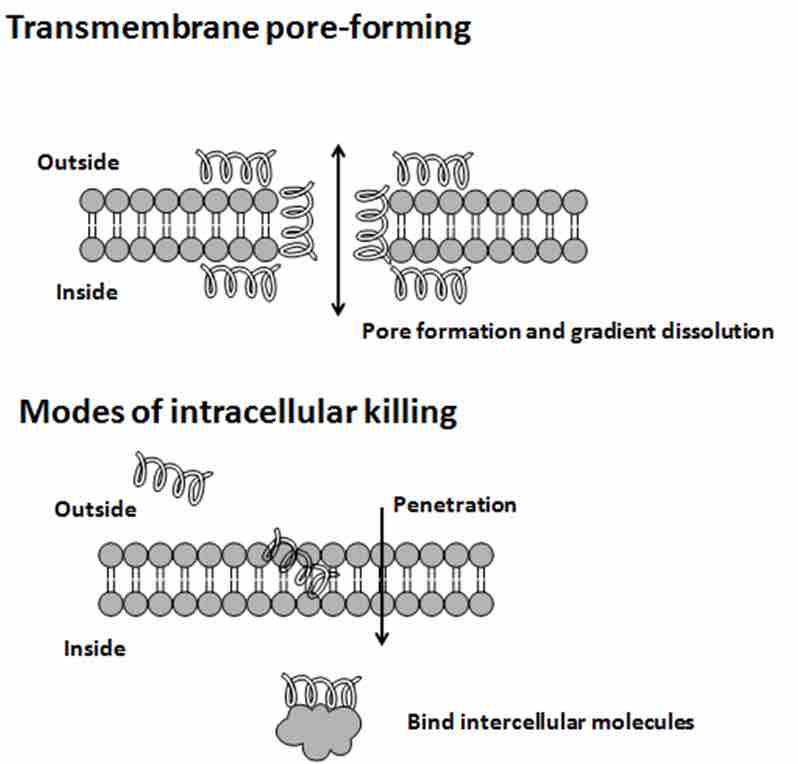 Modes of Action by Antimicrobial Peptides
