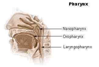 The three main sections of the pharynx