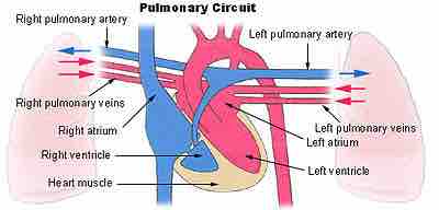 Pulmonary circuit