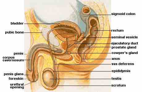 The Human Male Reproductive System