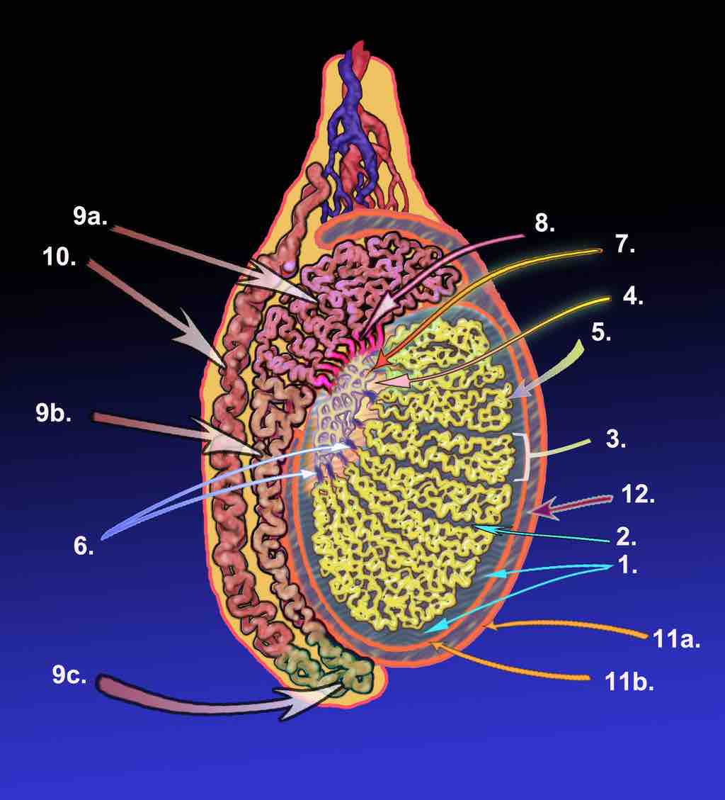 Testicle