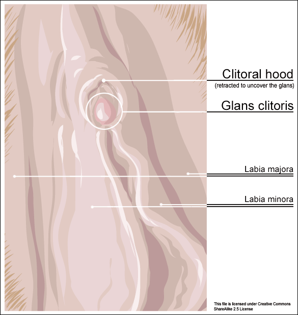 Features of the vulva
