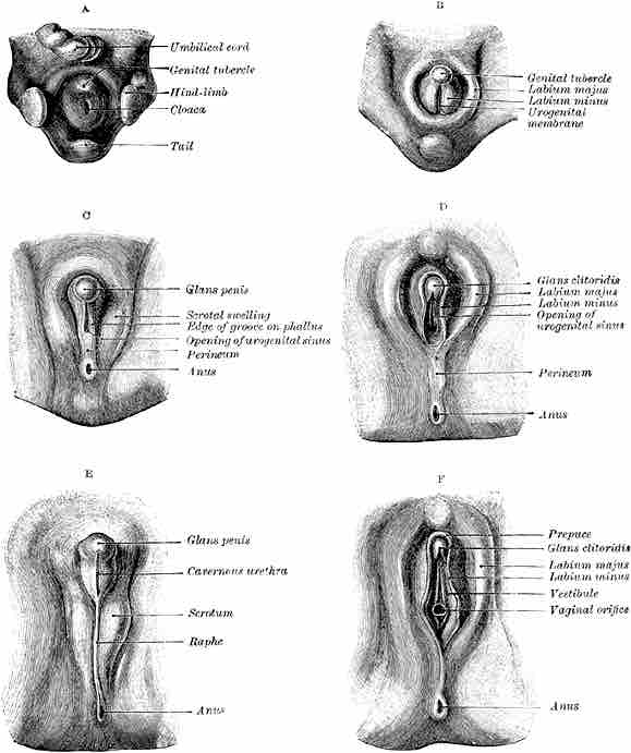 Development of male and female external genitalia from a common developmental beginning