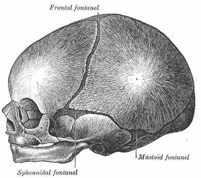 Lateral view of infant skull