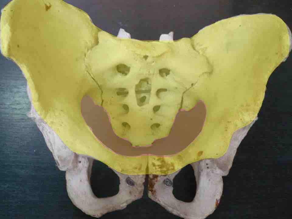 Greater and lesser pelvis