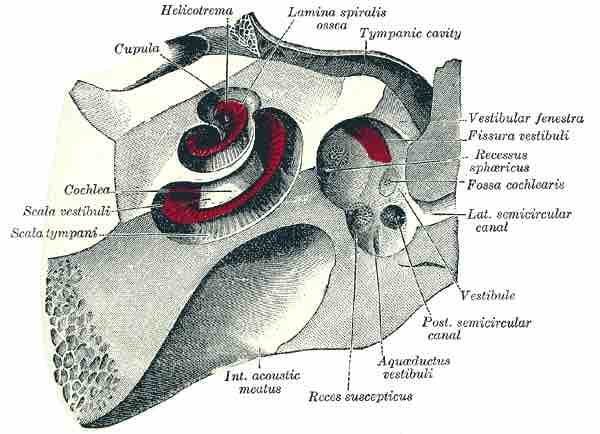 Formation of the Mammalian Ear