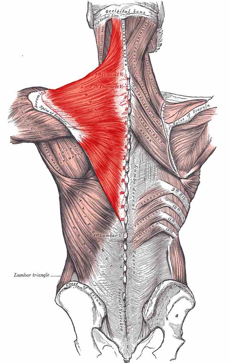 Location of the trapezius muscle