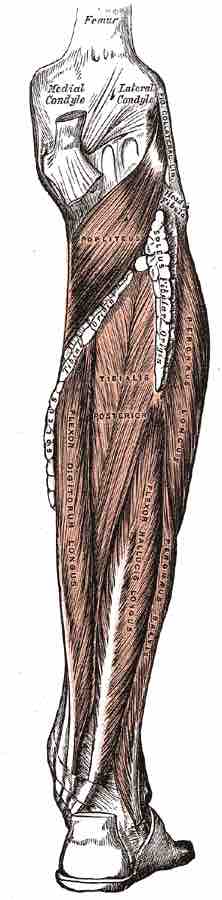 Muscles of the posterior region of the lower leg.
