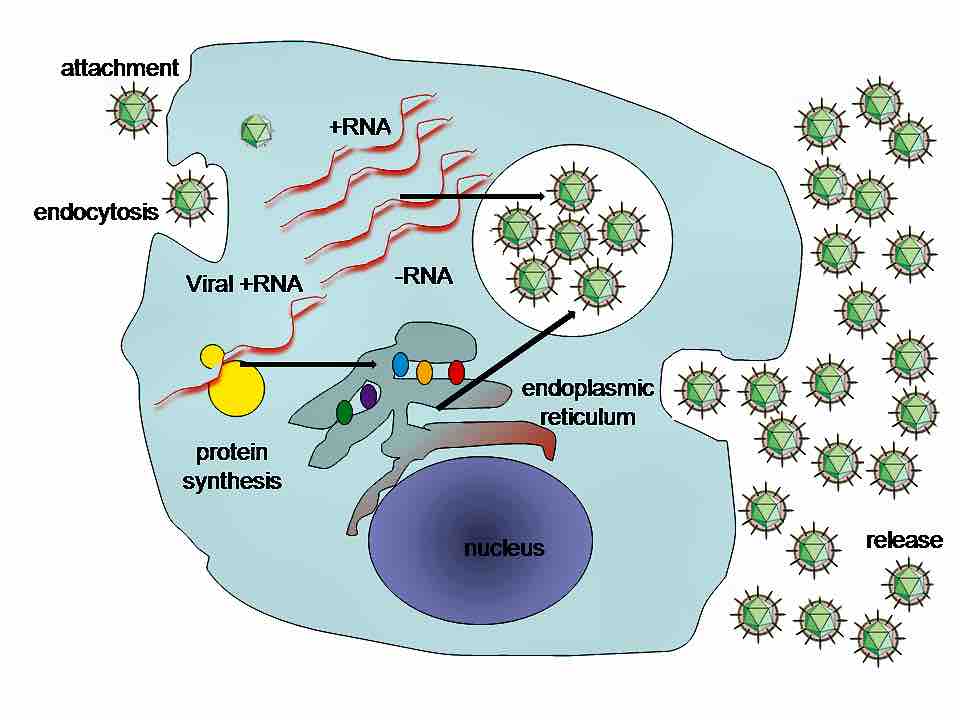 A typical virus replication cycle