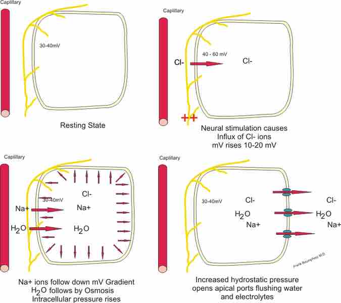 Cell Electrolytes