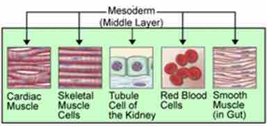 Mesoderm