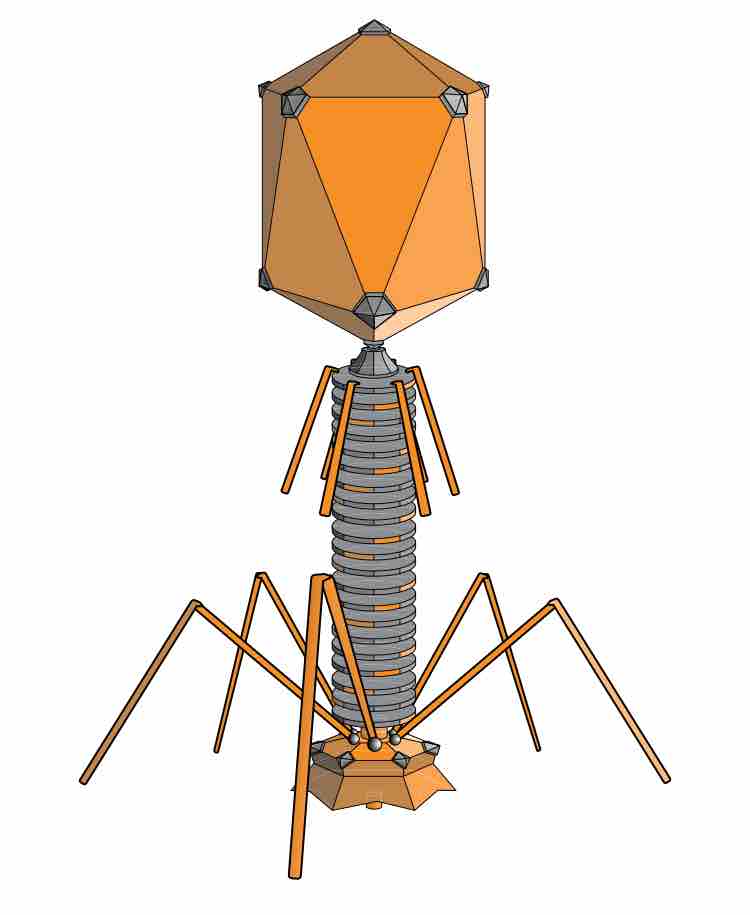 Bacteriophage