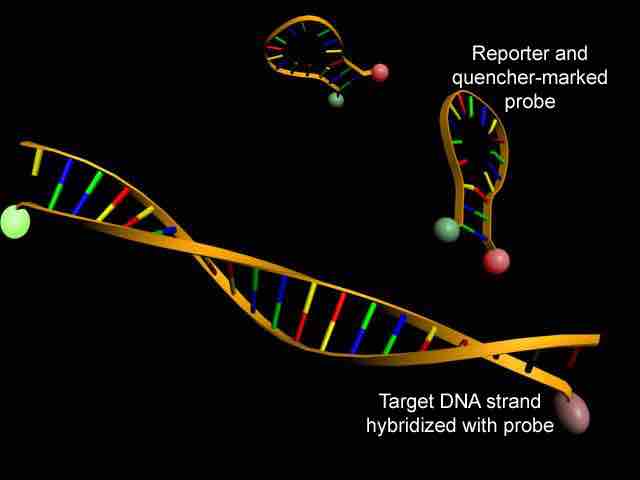 Real-Time Polymerase Chain Reaction