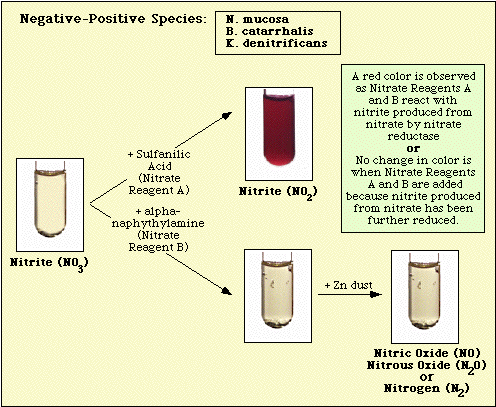 Reactions Observed with Nitrate-Positive Species