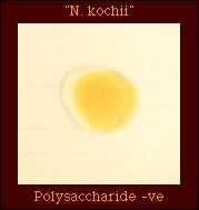 polysaccharide