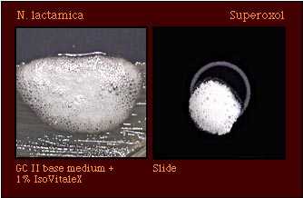 superoxol