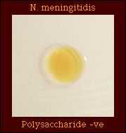 polysaccharide