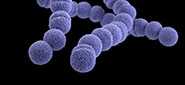 group a Streptococcus pathogen