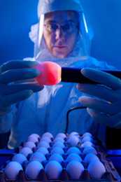 CDC lab worker testing an egg